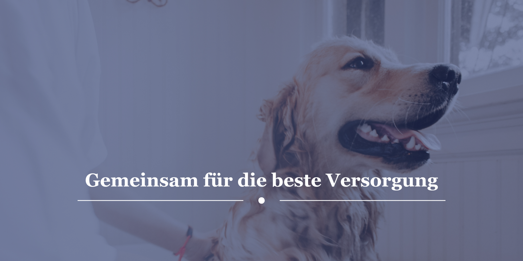 Teaserbild Veternicum GmbH
